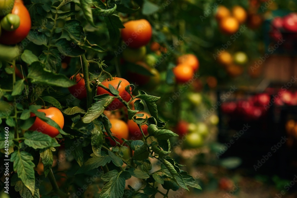 Close up view. Garden with fresh tomatoes at daytime