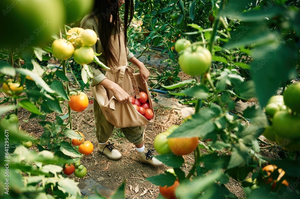 Vegetables in the clothes. Little girl is in the garden with tomatoes