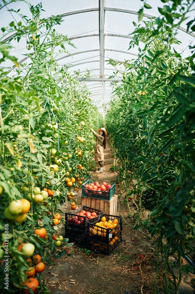 Process of harvesting. Little girl is in the garden with tomatoes