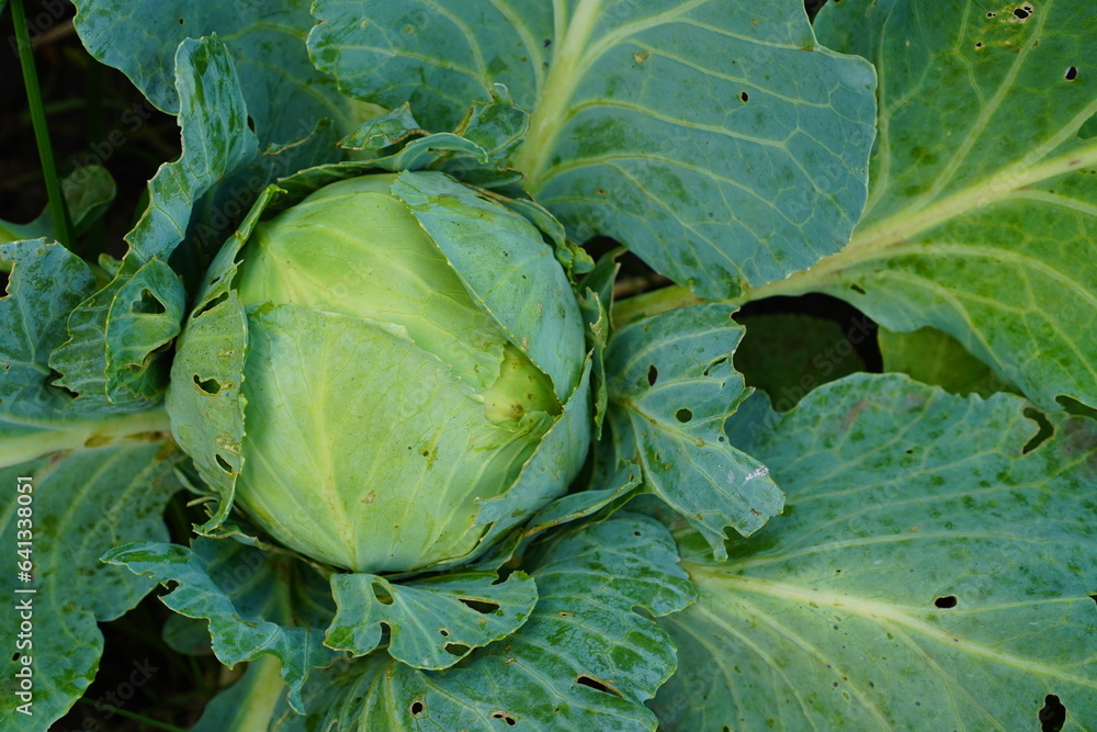 an average head of white cabbage grows among green leaves in a garden bed on a garden plot. The conc