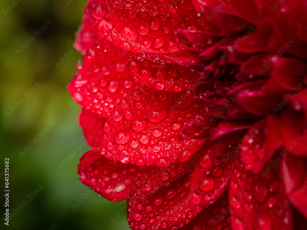 Dahlia flower red with dew drops