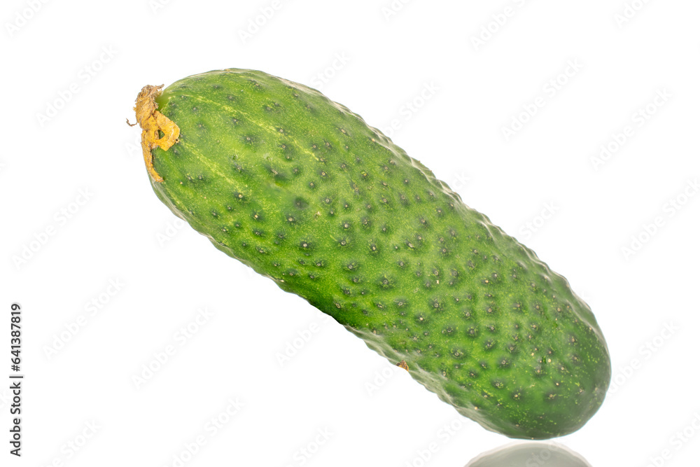 One fresh green cucumber, macro, isolated on white background.