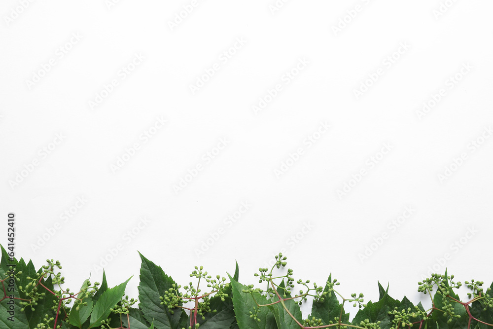 Green leaves with twigs on white background