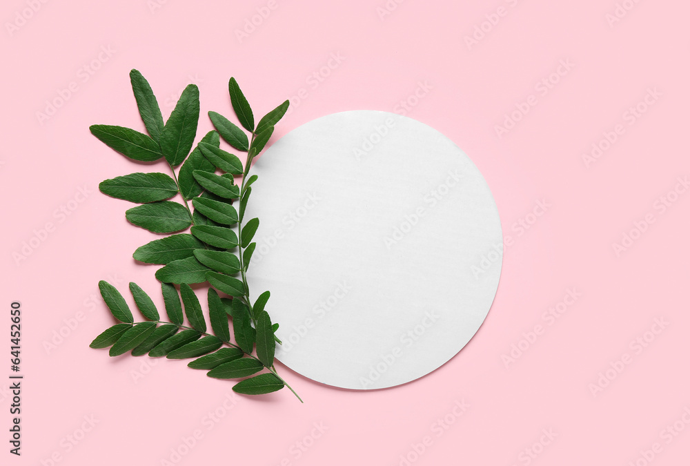 Green leaves of acacia tree with round blank card on pink background