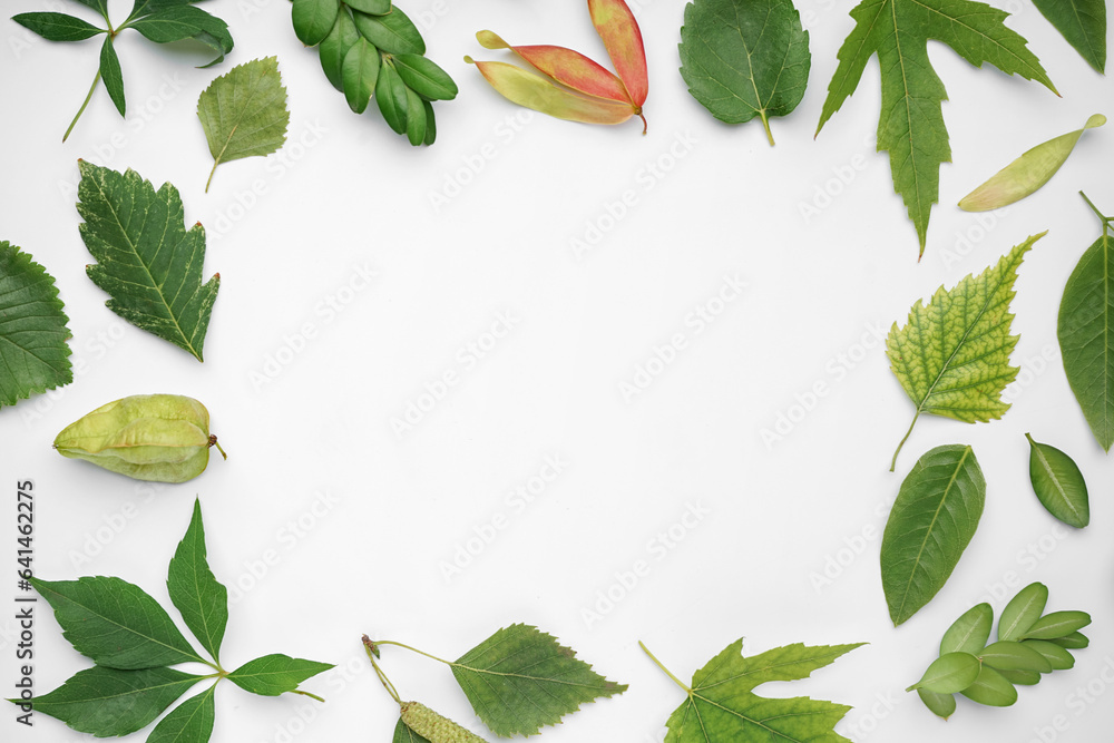 Frame made of different green leaves on white background