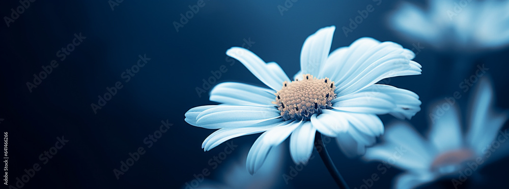 close up of a white daisy with a yellow center, in the style of dark sky-blue and light aquamarine.