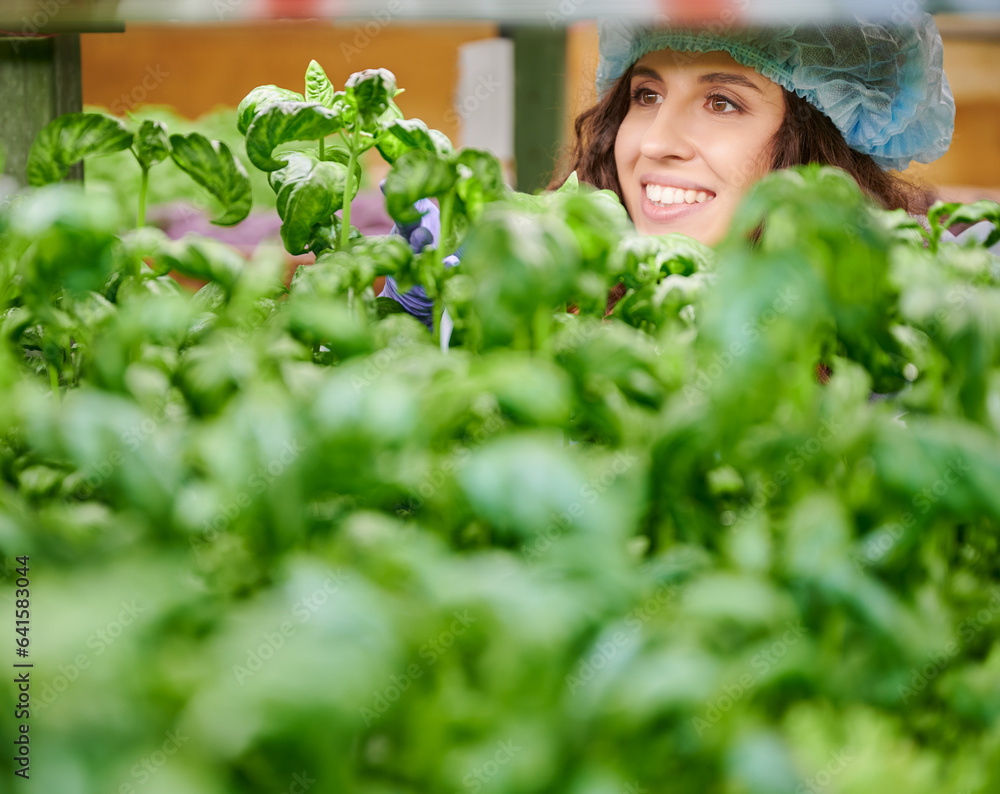 Close up of cheerful female gardener in disposable cap looking at basil plant and smiling. Young wom