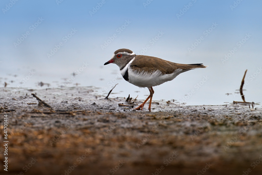 Three-banded plover, Charadrius tricollaris, small wader. Bird near the blue water, Okavango delta i