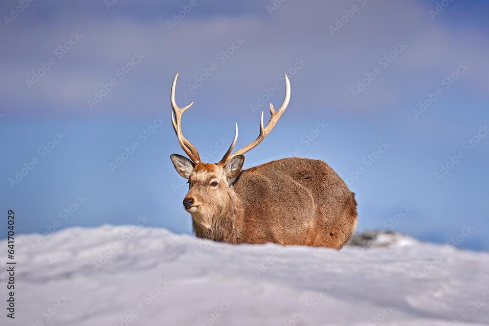 Hokkaido sika deer, Cervus nippon yesoensis, on snowy meadow, winter mountains in the background. An