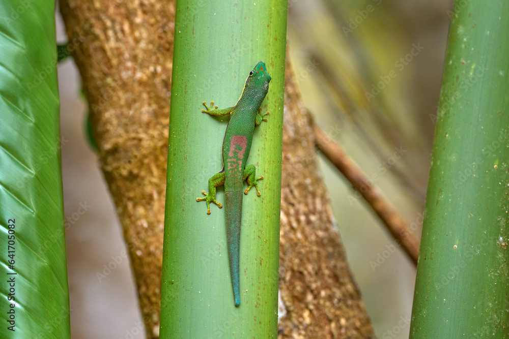 Phelsuma lineata, green endemic lizard from Andasibe NP, Madagascar. Lined day gecko, is a species o