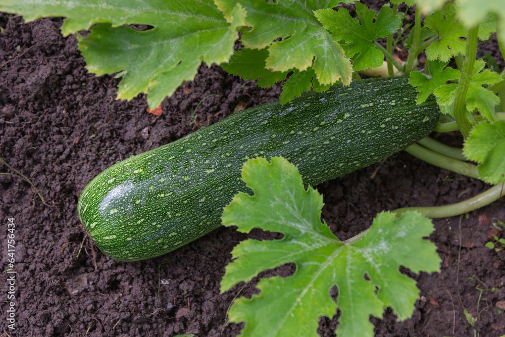 Homegrown zucchini in the vegetable garden - stock photo