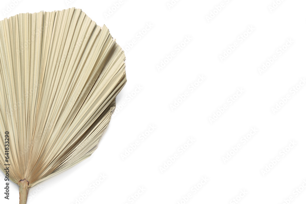 Dried palm leaf on white background