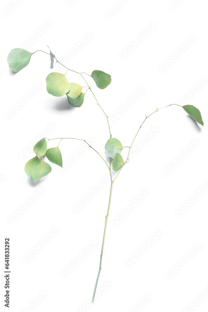 Dried eucalyptus on white background