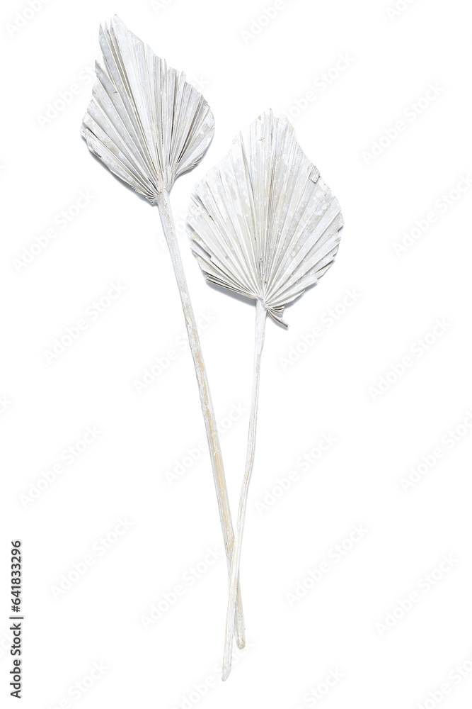 Dried tropical leaves on white background