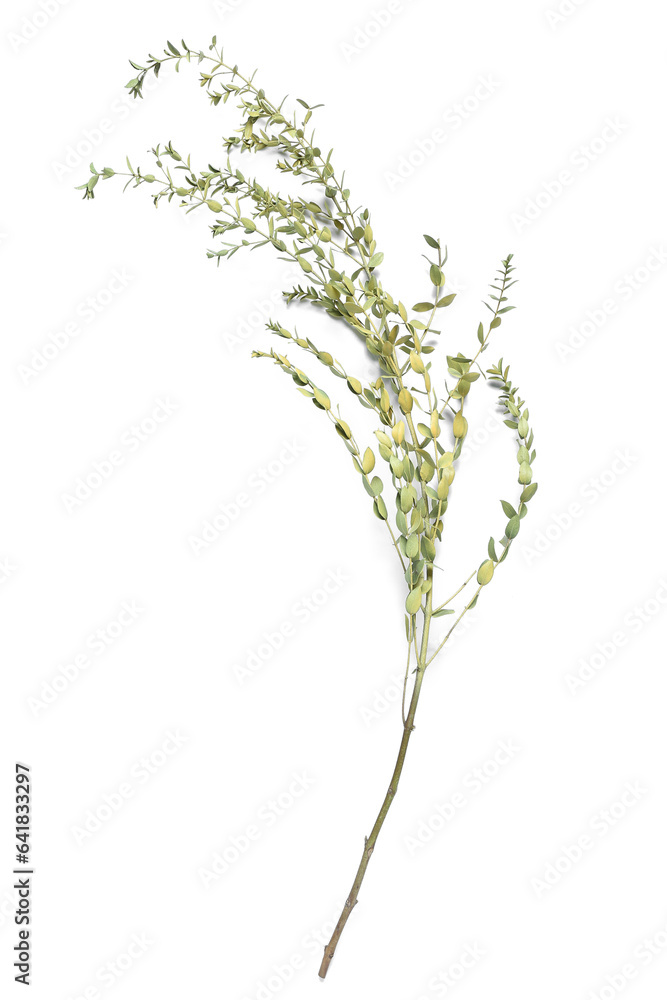 Dried twig on white background