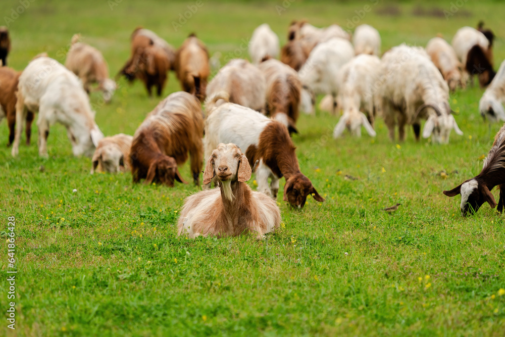 Goat grazing with its herd