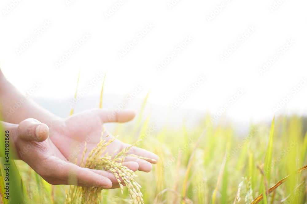 hand is holding rice ready to harvest