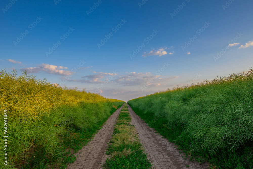 Endless Fields of Gold: Gravel Road on the Rapeseed Farm at Sunset