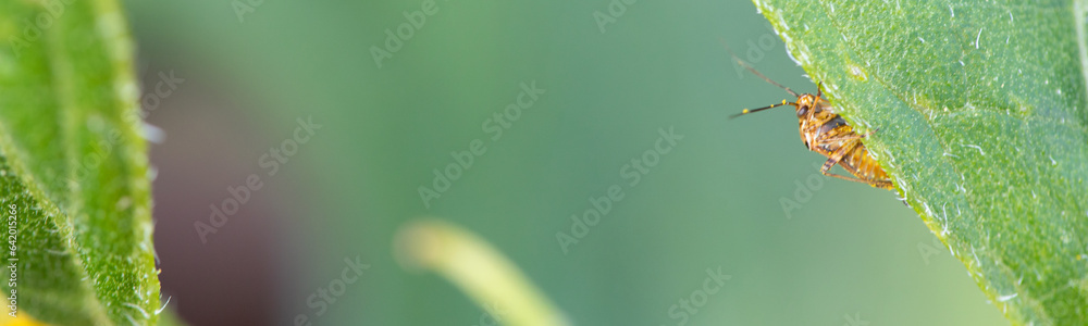 Vibrant Encounter: Yellow Beetle on a Sunflower Leaf