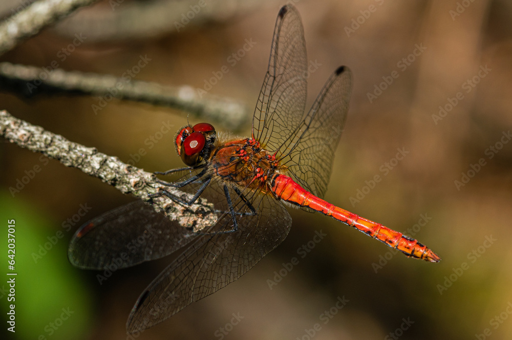 An orange-red dragonfly sits on the end of a dry pine branch.