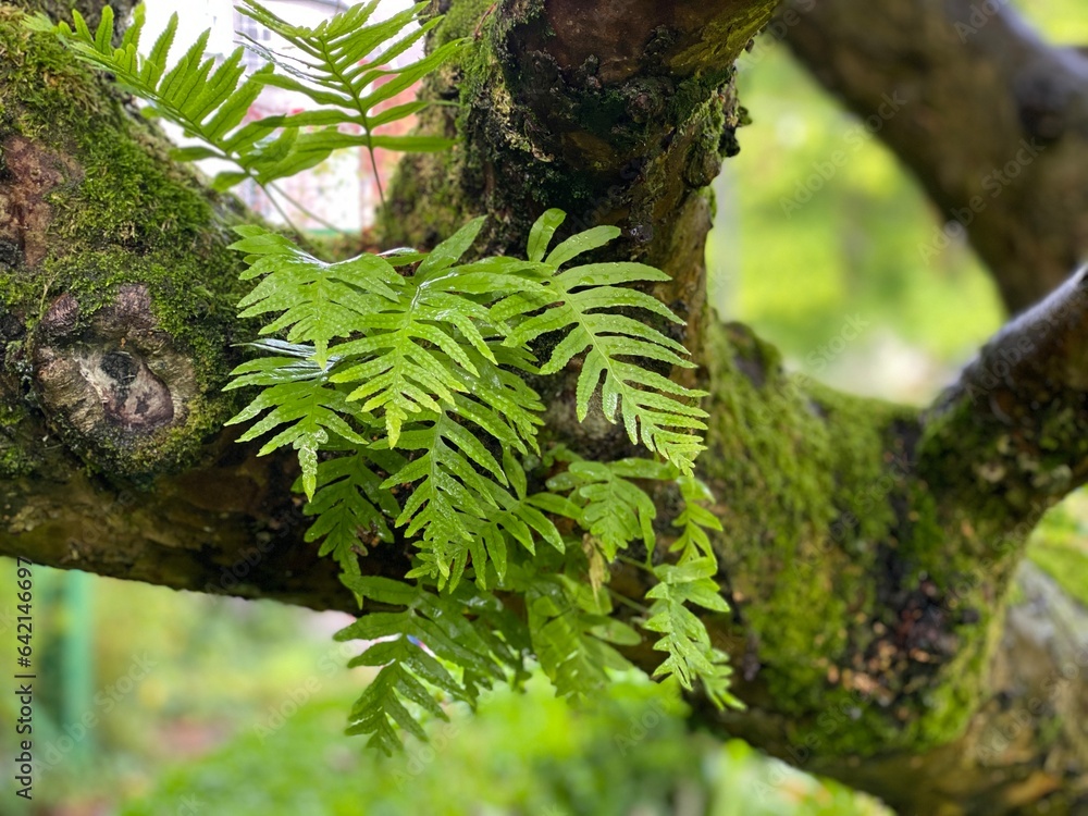 Fern on a tree in the garden