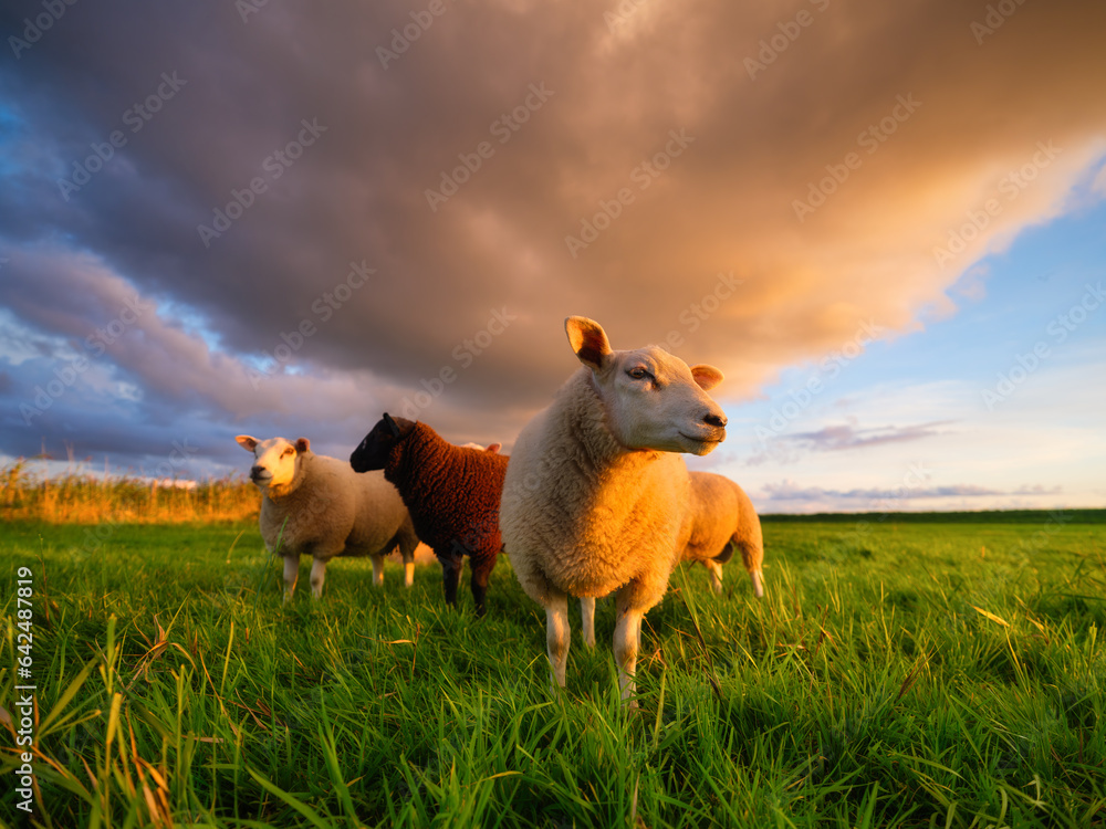 Sheep in a meadow during a bright sunset. Agriculture. Animals on the farm. Food production. A huge 