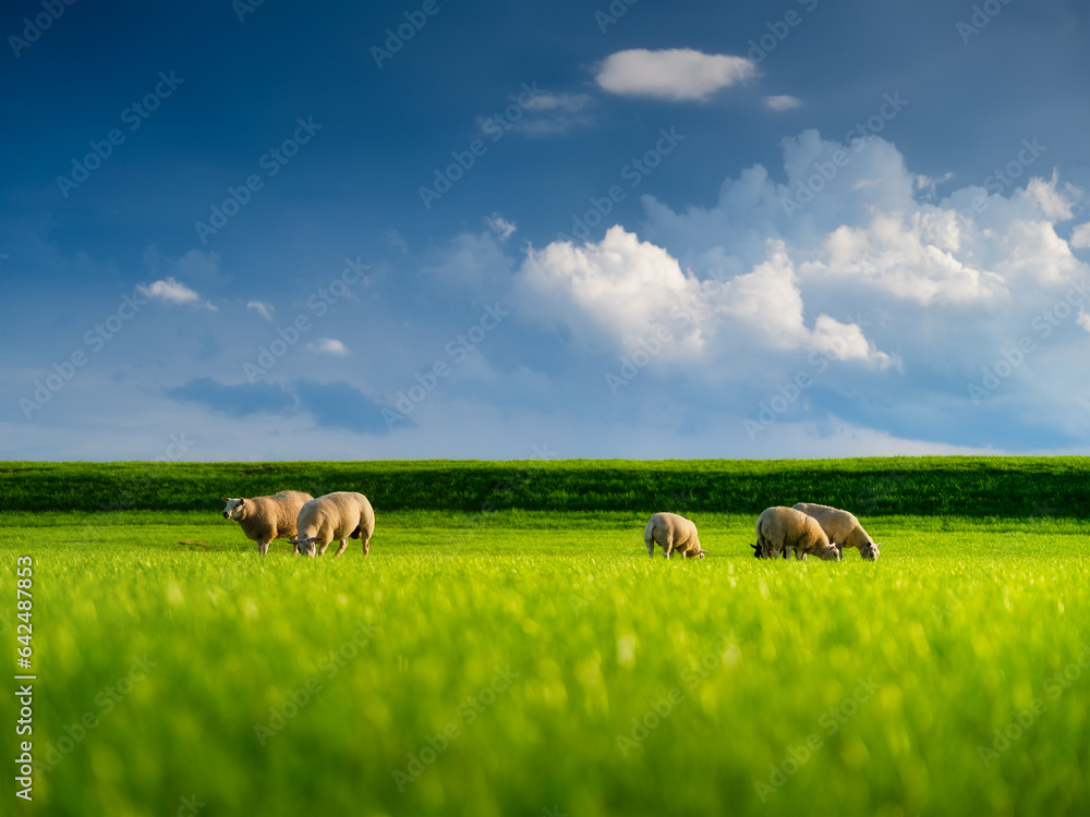 Sheep in a meadow during a bright sunset. Agriculture. Animals on the farm. Food production. A louds