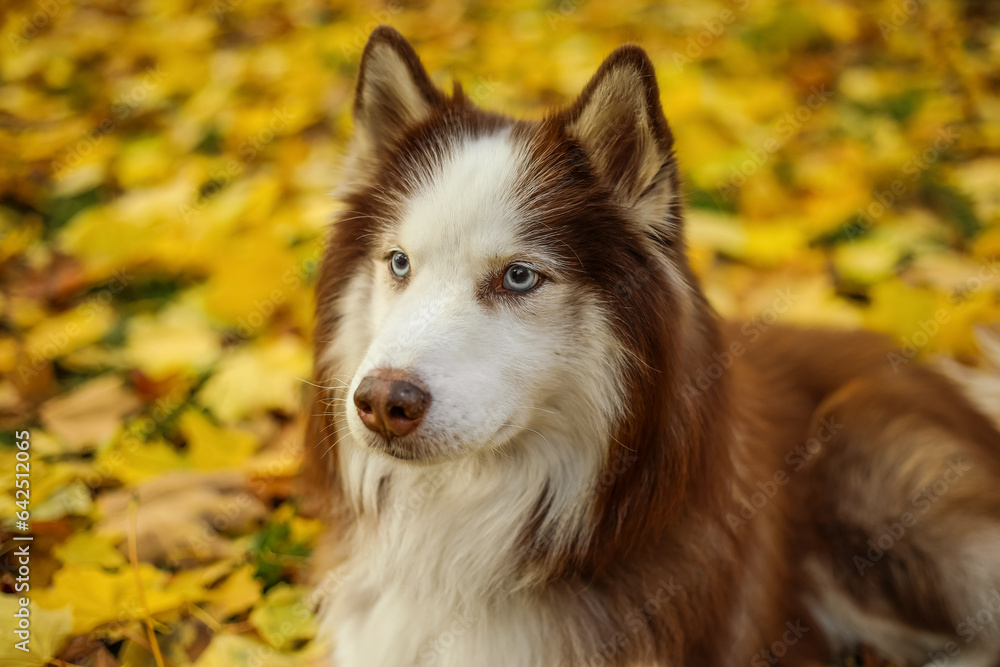 Cute Husky dog in autumn park, closeup