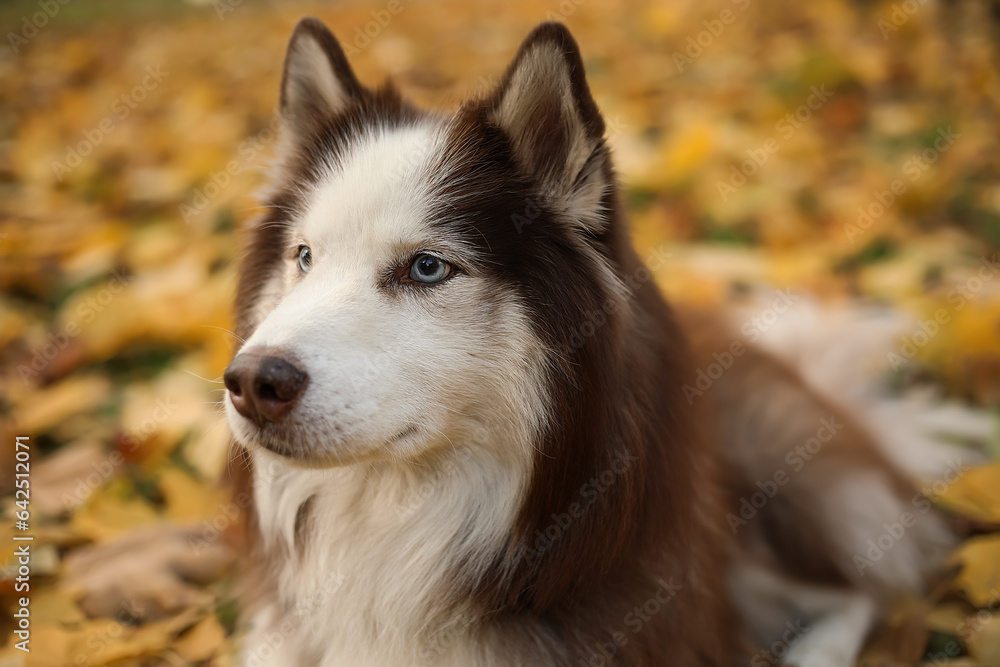 Cute Husky dog in autumn park, closeup