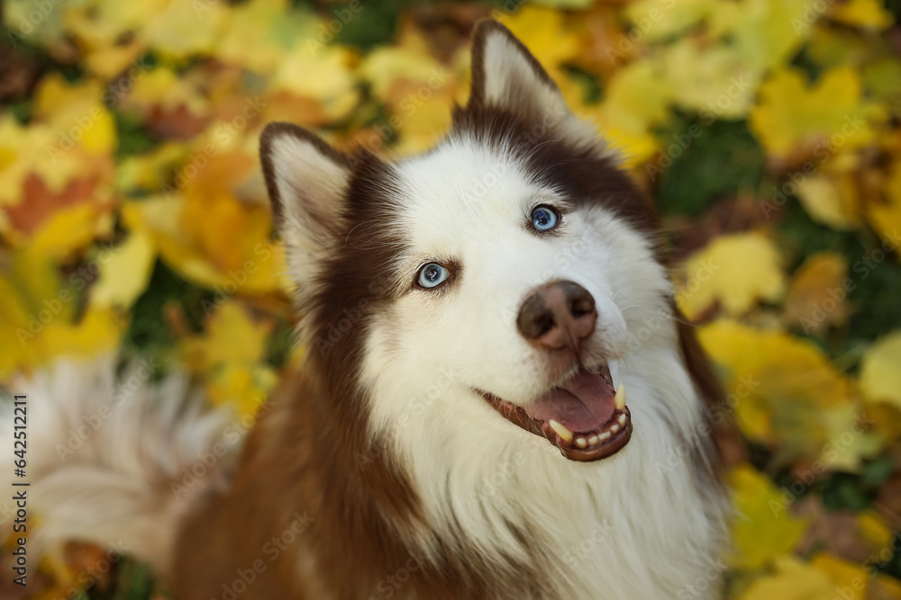 Cute Husky dog in autumn park, closeup