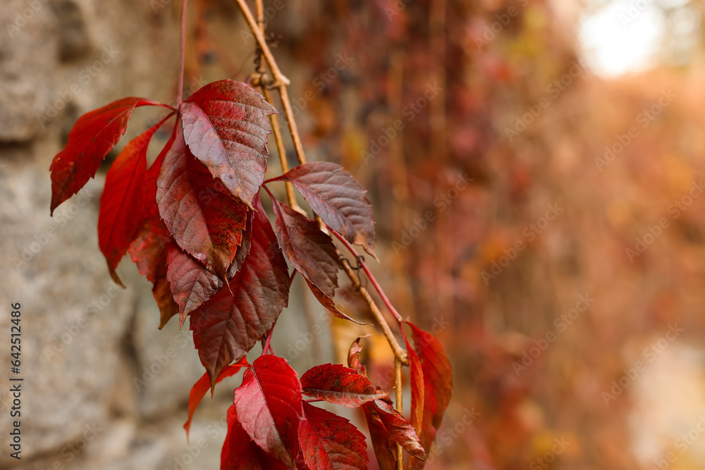 Vine with red leaves in autumn park, closeup