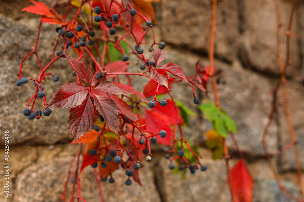 Vine with red leaves in autumn park, closeup