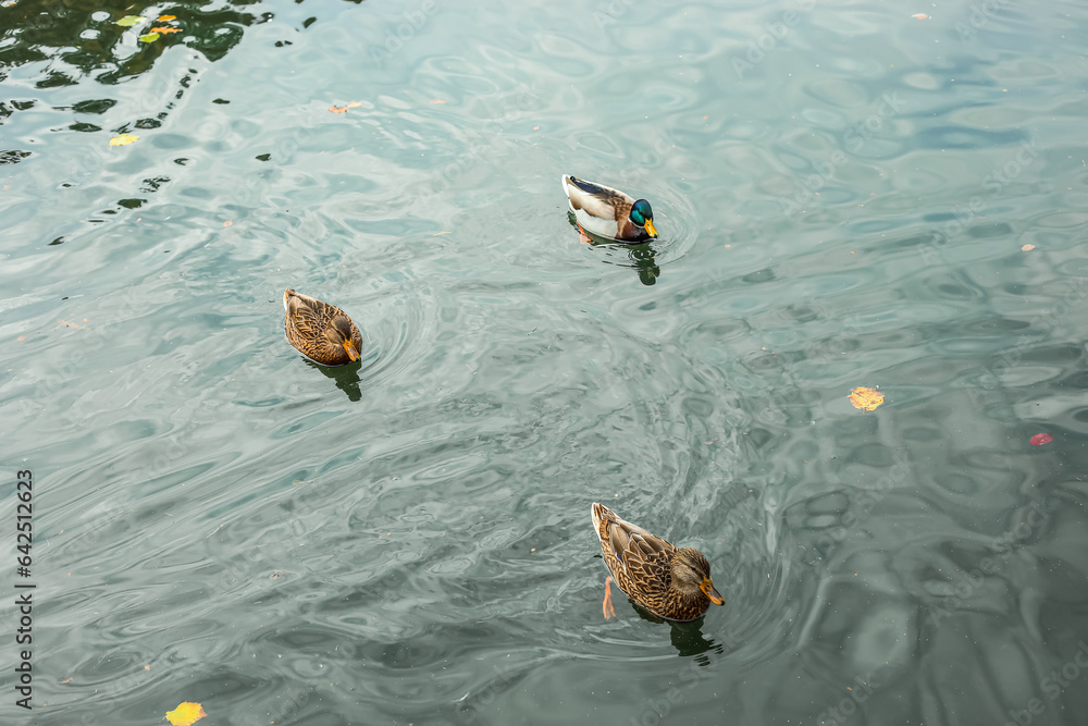 Beautiful ducks swimming in lake on autumn day