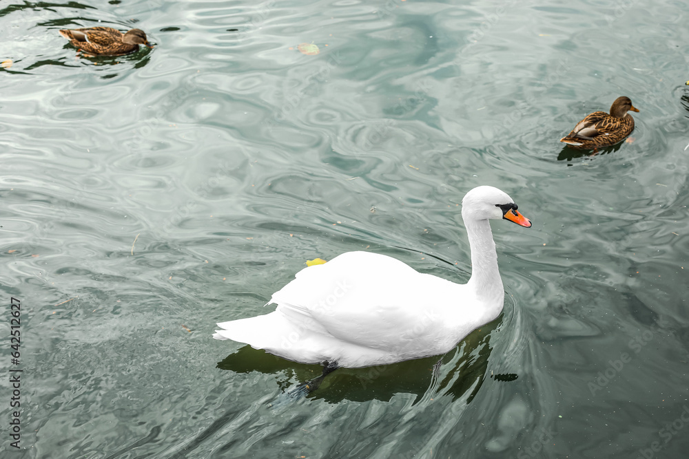 Beautiful swan and ducks swimming in lake