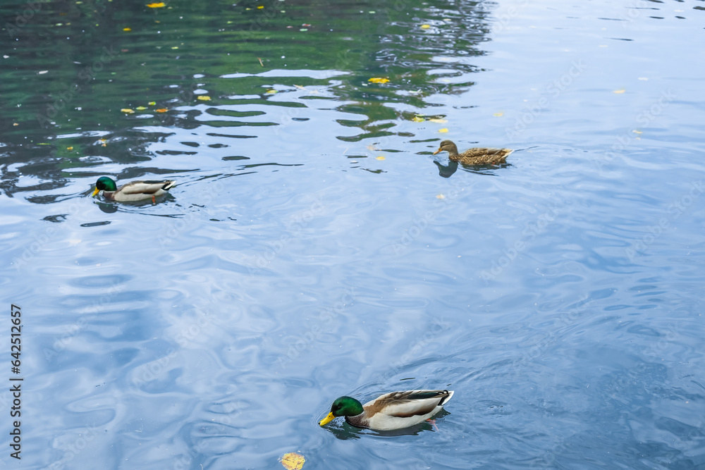 Beautiful ducks swimming in lake on autumn day