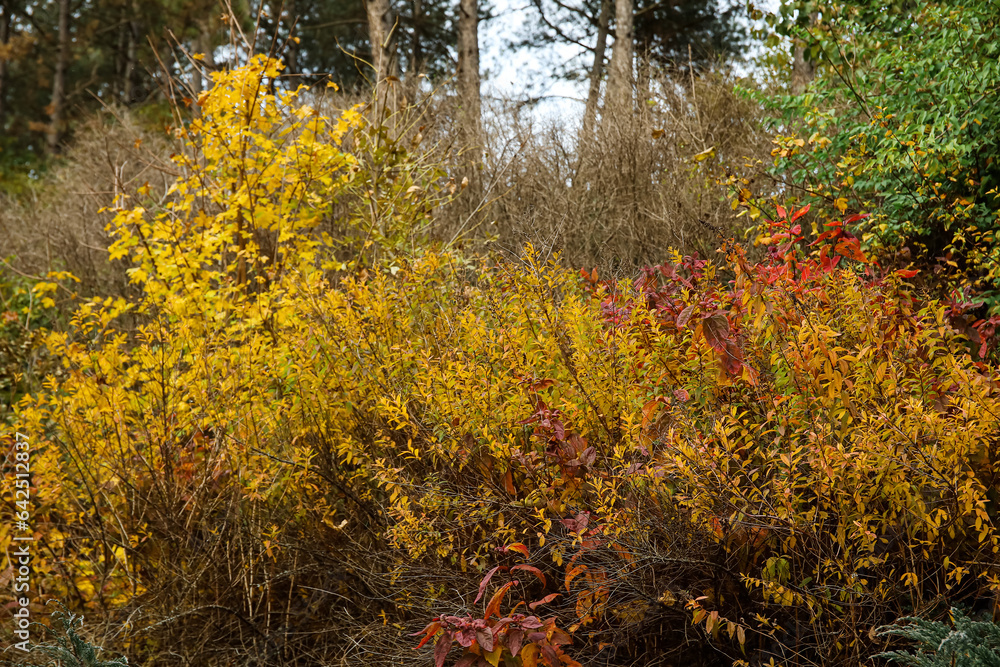 View of bushes with yellow leaves in autumn forest