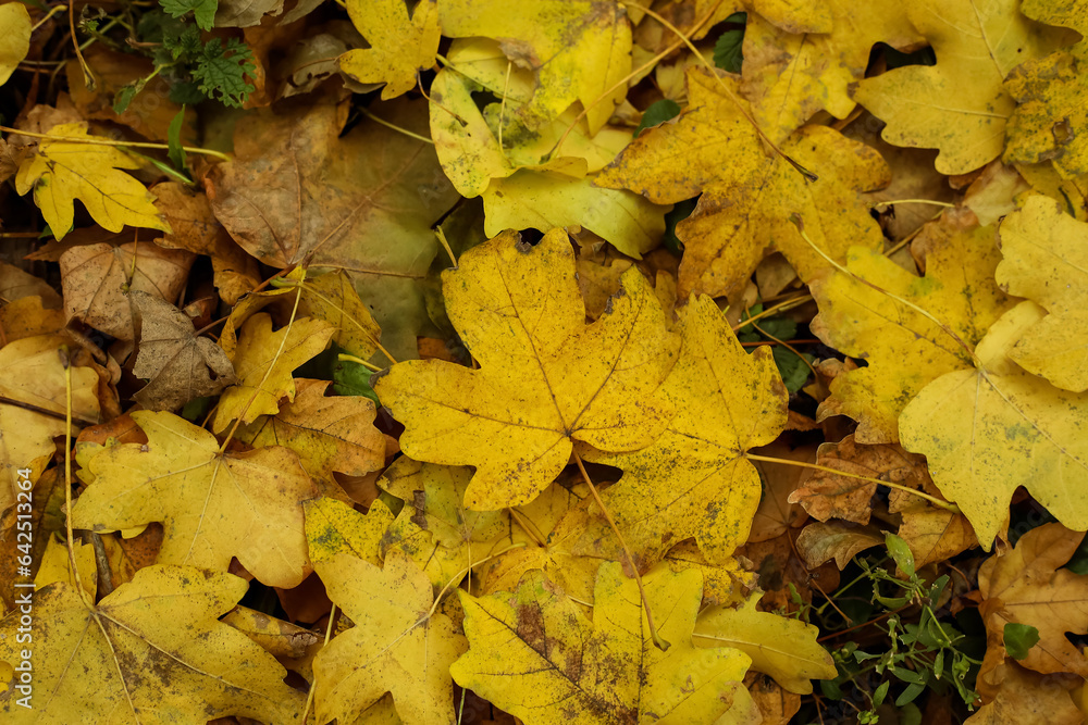 Yellow leaves in autumn forest, closeup