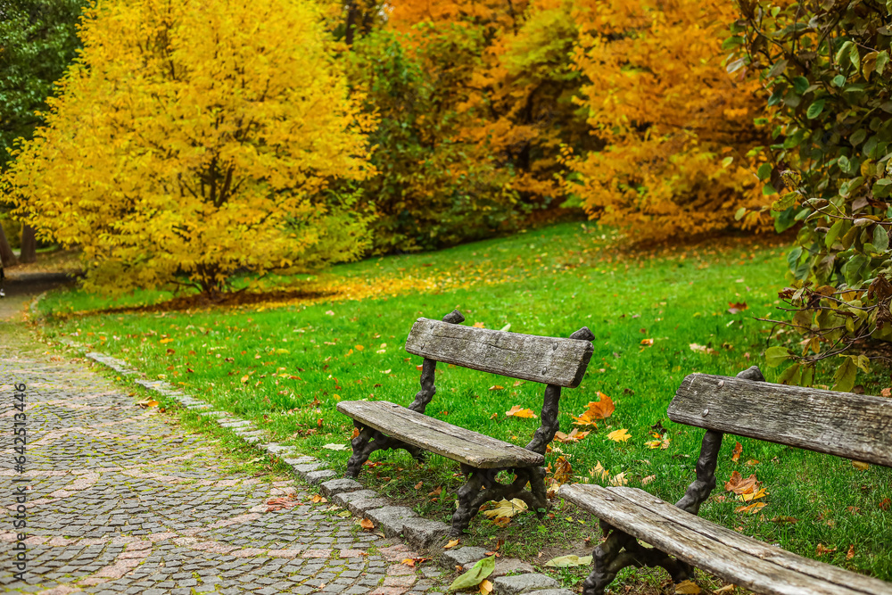 View of wooden benches in autumn park