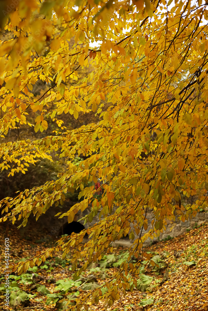 Tree with yellow leaves in autumn park