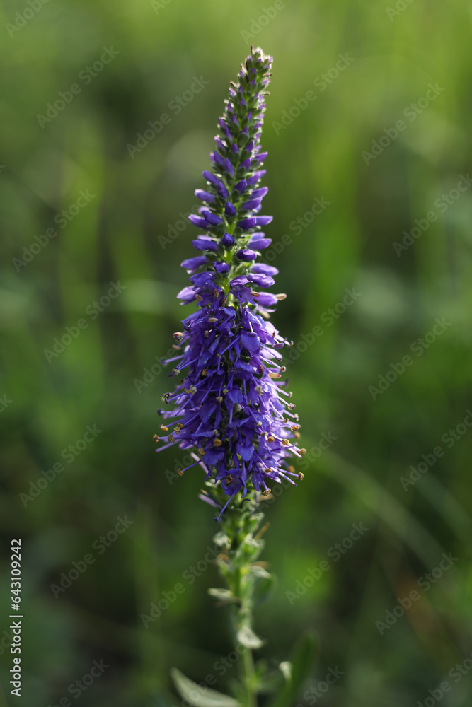 a close up of veronica spicata wild flower in the summer meadow