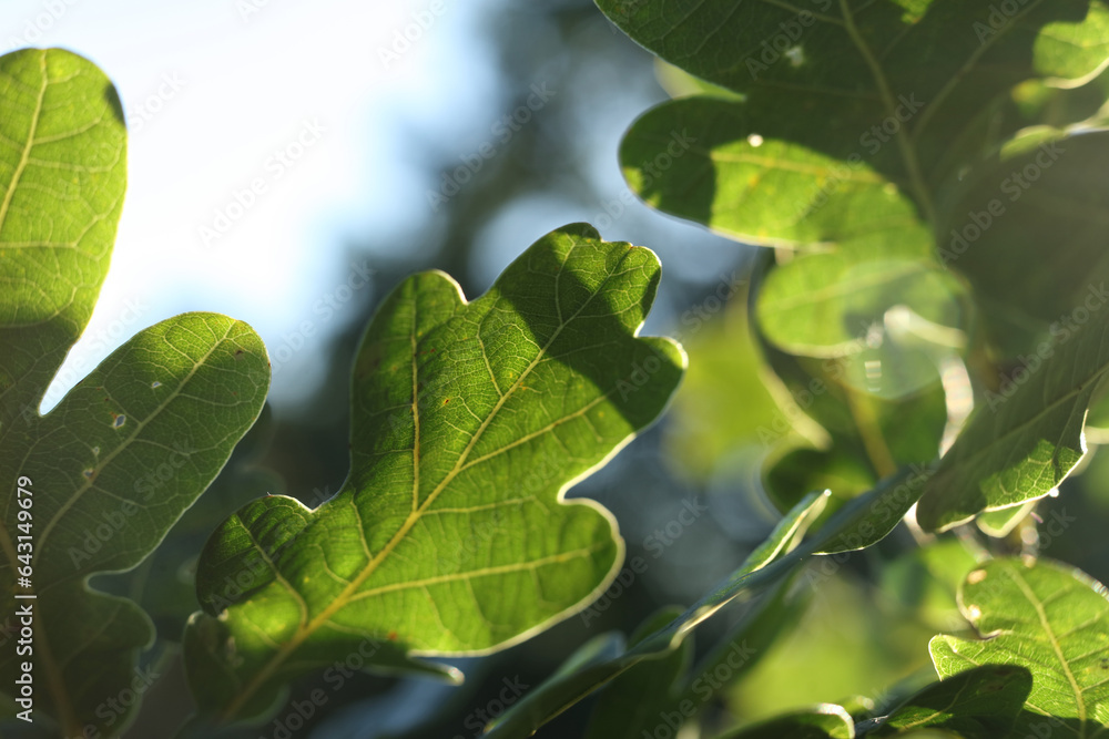 macro oak leaves in the sunshine