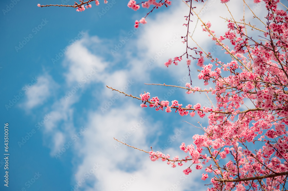 sakura flower and landscape