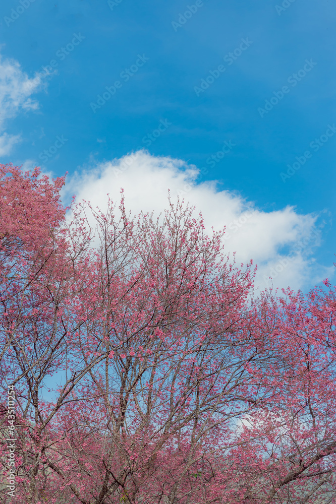 sakura flower and landscape