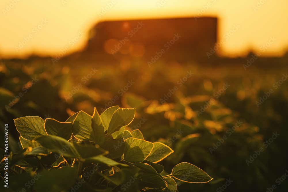 Soybean plantation in summer sunset with truck in background