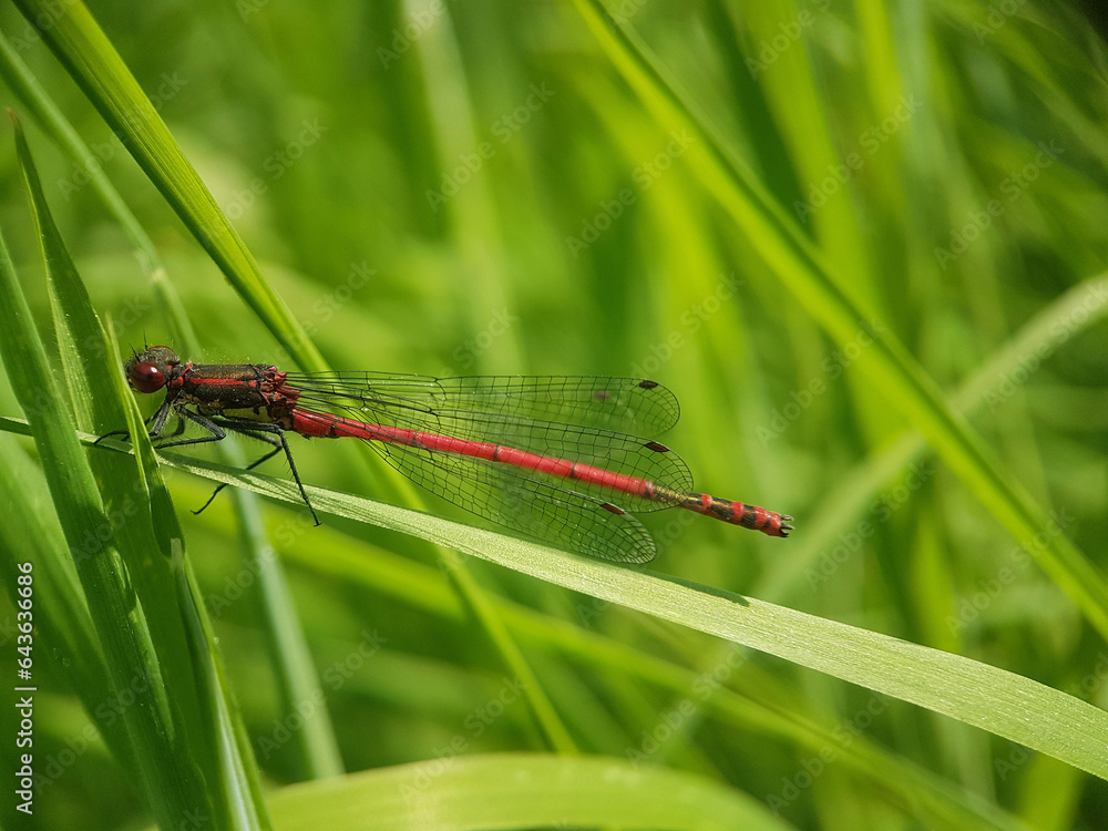 dragonfly on a leaf