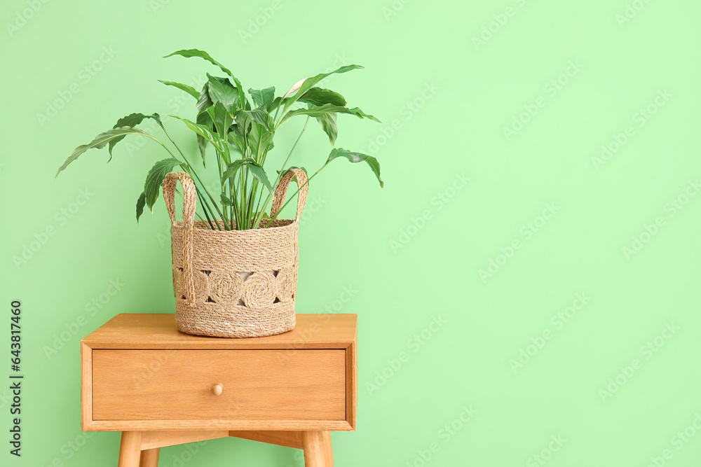 Houseplant on wooden table near green wall