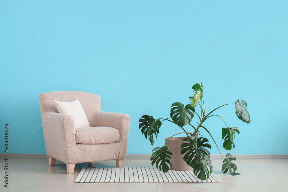 Armchair with Monstera houseplant near blue wall in room