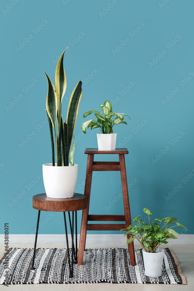 Stools with houseplants near blue wall in room