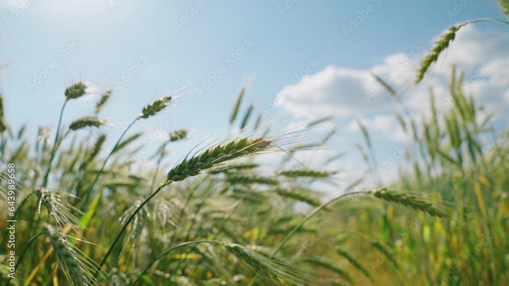 Ecologically clean wheat. Grow food. Field of ripening wheat against blue sky. Spikelets of green wh