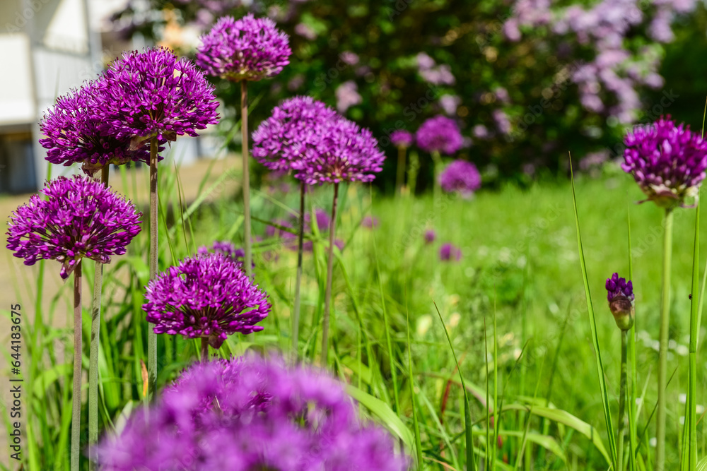 Purple flowers blooming on sunny day, closeup